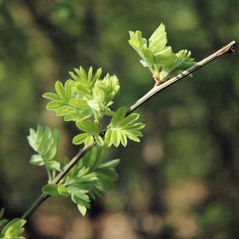 Ein dünner, hellbrauner Zweig mit mehreren frischen, hellgrünen Blättern. Die Blätter sind unpaarig gefiedert und bestehen aus mehreren kleinen, länglich-ovalen Einzelblättchen mit gezähntem Rand. Die neuen Austriebe wirken zart und leicht behaart. Der Hintergrund ist unscharf und zeigt grünlich-braune Farbtöne, die auf ein natürliches Wald- oder Gehölzumfeld im Frühling hindeuten.