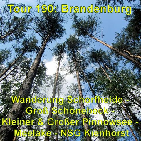 Blick von unten auf hohe, schlanke Kiefern, deren Baumkronen sich gegen einen blauen Himmel mit wenigen Wolken abzeichnen. Die Bäume stehen dicht beieinander, und einige grüne Äste sind sichtbar.