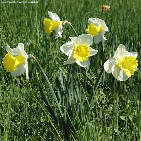 Mehrere Narzissen mit großen, weißen Blütenblättern und trompetenförmigen, leuchtend gelben Blütenkronen wachsen aufrecht aus dem dichten grünen Gras. Die langen, schmalen Blätter der Pflanze sind dunkelgrün und stehen aufrecht. Die Blüten neigen sich leicht in verschiedene Richtungen.