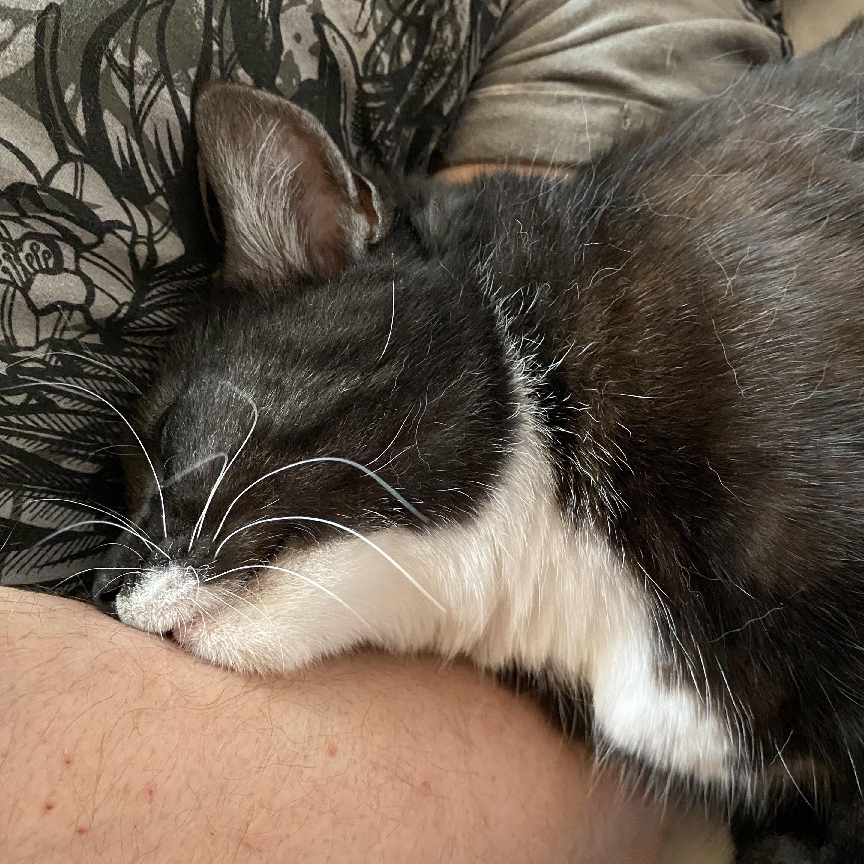 Black-and-white cat Arielle in Cuddly mode: she is lying across the arm of her favourite human, her head pressed against his chest for maximum contact. Her eyes are nearly closed, and her white whiskers lazily stick out in all directions. She looks perfectly happy.