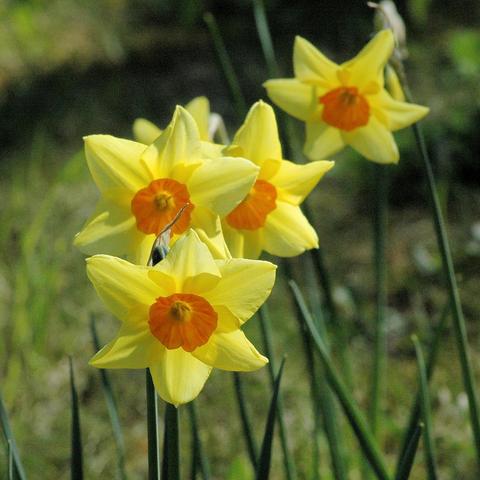 Mehrere gelb blühende Narzissen mit sternförmig angeordneten äußeren Blütenblättern und leuchtend orangefarbener, trichterförmiger Mitte stehen aufrecht an langen, schmalen Stängeln. Die Blüten sind nach vorne gerichtet und erscheinen in einer kleinen Gruppe.