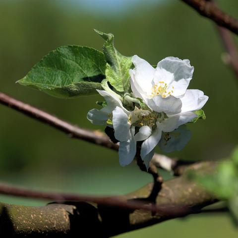 Mehrere weiße Apfelblüten mit fünf leicht gewellten Blütenblättern und gelben Staubblättern stehen eng beieinander an einem kräftigen, braunen Zweig. Die Blüten sind voll geöffnet, einige zeigen bereits Anzeichen des Verblühens. Umgeben sind sie von grünen, leicht behaarten Blättern mit deutlich sichtbarer Aderung. Der Hintergrund ist unscharf und zeigt eine grüne Wiesenlandschaft im Sonnenlicht.