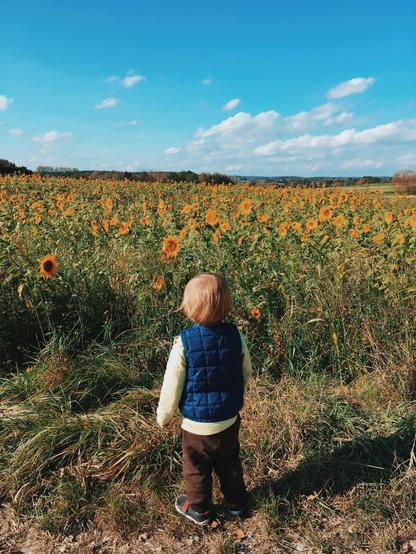 A high-angle, full shot depicts a toddler with short blonde hair seen from behind and standing on a dirt path facing a vast field of sunflowers under a partly cloudy sky. The child wears a yellow long-sleeved shirt under a dark blue quilted vest and brown pants with dark blue and gray tennis shoes. The sunflower field stretches into the background, where a line of trees can be seen.