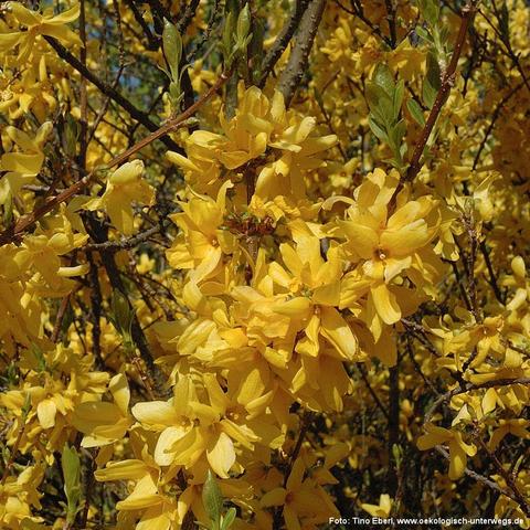 Zahlreiche leuchtend gelbe Forsythienblüten mit vier länglich-spitzen Blütenblättern bedecken dicht die verzweigten Äste eines Strauchs. Die Blüten sitzen direkt an den Zweigen und wachsen in großer Zahl nebeneinander. Zwischendurch sind vereinzelt kleine, frische grüne Blätter zu sehen. Der Hintergrund ist ebenfalls vollständig mit gelben Blüten bedeckt, was dem Strauch ein sehr dichtes und farbintensives Erscheinungsbild verleiht.