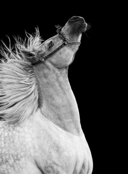 A medium close-up, black and white photograph captures a white dapple horse from the neck up against a black background. The horse’s head and neck are twisted upwards and backward, showing its right profile. Its mouth is slightly open, making the muzzle and nose, which is pointed towards the upper-right corner, look tense and stretched. Its eyes are partially visible and closed. A white and grey mane flows on the left side of its neck. Dark, patterned straps, likely leather and metallic, hold o…