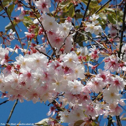 Zahlreiche zarte Blüten mit fünf leicht gewellten Blütenblättern bedecken die Zweige eines Baumes. Die Blüten sind überwiegend weiß mit einem rosafarbenen bis rötlichen Zentrum und zahlreichen feinen Staubblättern. Einige Blüten sind bereits verblüht, und es sind kleine, rötliche Blütenstiele sichtbar. Zwischen den Blüten sind grüne, frisch austreibende Blätter zu erkennen. Der Himmel im Hintergrund ist klar und blau.