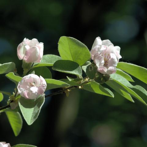 Mehrere zartrosa Blüten mit leicht geöffneten, rundlichen Blütenblättern sitzen an einem sonnig beleuchteten Zweig. Die Blüten sind becherförmig und noch teilweise in der Knospenphase. Umgeben sind sie von samtig behaarten, ovalen Blättern in hellem Grün. Der Hintergrund ist dunkel und unscharf mit angedeutetem Laub.