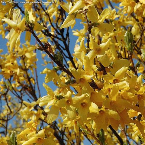 Zahlreiche leuchtend gelbe Blüten mit vier spitz zulaufenden Blütenblättern bedecken dicht verzweigte, dünne Äste eines Forsythienstrauchs. Die Blüten sind trichterförmig und sitzen direkt an den Zweigen, meist ohne sichtbare Blätter. Einige kleine grüne Knospen und erste junge Blätter sind zwischen den Blüten zu erkennen. Der Hintergrund zeigt weitere gelb blühende Zweige vor blauem Himmel.