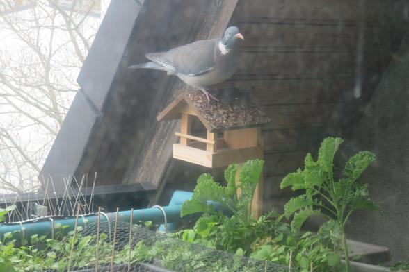 Ringeltaube sitzt auf einem Holzfutterhaus unter dem Dach, davor grüne Pflanzen im Garten.