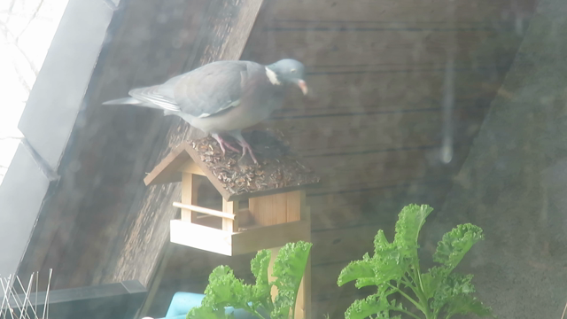 Ringeltaube sitzt auf einem Holzfutterhaus unter dem Dach, davor grüne Pflanzen im Garten und hüpft von dort auf einen Blumenkasten.