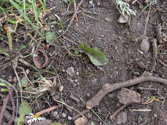 A top-down, high-angle photograph looking closely at rough, dark garden soil covered with a variety of organic detritus.
Scattered across the dark, pebble-filled dirt are patches of green weeds and grass, small brown twigs, and dry, fallen leaves.
In the center, a large, whole green leaf has fallen onto the ground. Near it are a few grey pebbles.
Toward the upper right, a dense cluster of many small, medium-brown twigs creates a tangled network, mixed with a scattering of larger, round grey …