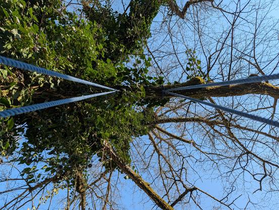 A medium shot looking up at a thick tree trunk from between two thick blue synthetic ropes tied around the base of the tree. The tree is covered on its left side in thick, dense green ivy with small berries growing. The ivy stops at the center of the tree. The ropes are tied at the base of the tree and disappear down the left and right sides of the frame. The base of the tree with the ropes and thick ivy occupies the center of the image. The tree splits into two large branches, which both have …