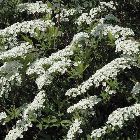 Dicht aneinander gereihte kleine, weiße Blüten mit fünf runden Blütenblättern bedecken bogig überhängende Zweige eines Spierstrauchs. Die Blüten stehen in langen, dichten Reihen entlang der Triebe. Zwischen den Blüten ragen lanzettförmige, grüne Blätter hervor. Die vielen weißen Blütenbüschel erzeugen ein wolkenartiges Erscheinungsbild vor dem dunkleren Hintergrund aus Laub und Zweigen.