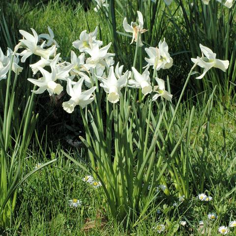 Mehrere weiß blühende Narzissen mit langen, leicht zurückgebogenen Blütenblättern und trompetenförmiger Krone stehen aufrecht in einem dichten Büschel grüner, schmaler Blätter. Die Blüten zeigen in verschiedene Richtungen und wirken zart und leicht. Um die Pflanzen herum wächst sattgrünes Gras, in dem vereinzelt kleine Gänseblümchen mit weißen Blütenköpfen zu sehen sind.
