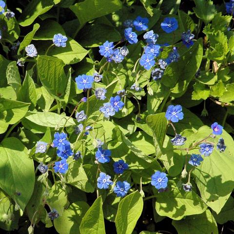 Zahlreiche kleine, leuchtend blaue Blüten mit fünf abgerundeten Blütenblättern und hellem Zentrum sitzen locker verteilt an dünnen, verzweigten Stängeln. Die Blüten heben sich deutlich vom dichten Hintergrund aus großen, hellgrünen, herzförmigen Blättern ab. Einige der Blüten sind bereits verblüht oder noch knospig.