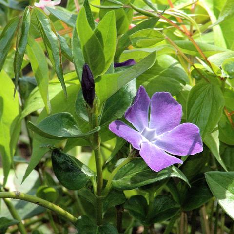 Im Vordergrund eine einzelne, geöffnete, violette Blüte mit fünf leicht überlappenden, asymmetrisch geformten Blütenblättern. Neben der Blüte befindet sich eine geschlossene, dunkelviolette Knospe. Die Pflanze besitzt glänzende, ovale bis lanzettliche Blätter mit glattem Rand. Im Hintergrund sind weitere grüne Blätter und vereinzelt andere Pflanzen sichtbar, alles in natürlicher, sonnendurchfluteter Umgebung.