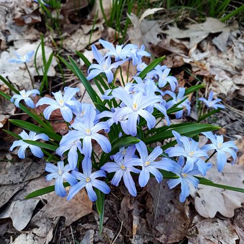 Ein dichter Büschel sternförmiger, hellviolett bis bläulich gefärbter Blüten mit jeweils sechs schmalen, leicht gebogenen Blütenblättern wächst zwischen trockenen, braunen Laubblättern am Waldboden. Die Blüten haben eine kleine gelbe Mitte und sind von schmalen, grasartigen grünen Blättern umgeben.