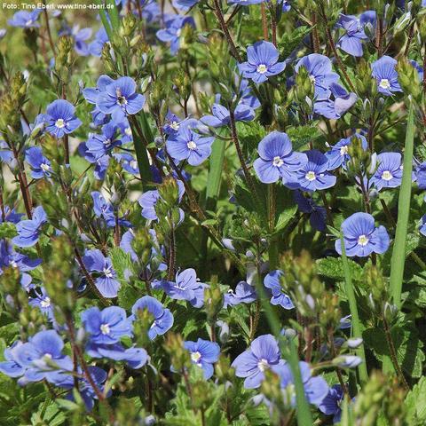 Zahlreiche kleine, hellblaue Blüten mit vier abgerundeten Blütenblättern und weißem Zentrum bedecken dichte, grüne Pflanzenpolster. Die Blüten wachsen an dünnen, aufrechten Stängeln, zwischen denen sich kleine, gezackte Blätter befinden. Einige Blüten sind noch knospig.
