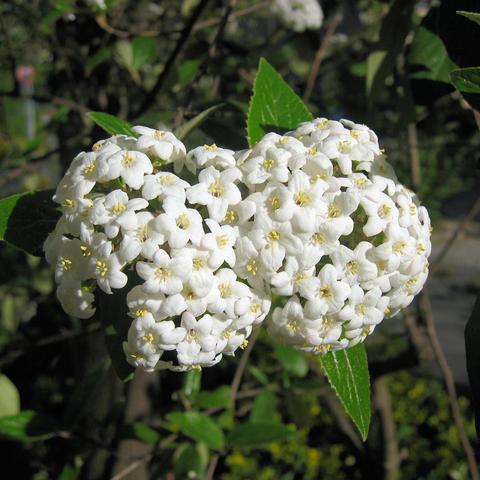 Zwei halbkugelige Blütendolden aus zahlreichen kleinen, weißen Einzelblüten sitzen dicht beieinander an einem Strauch. Jede Einzelblüte hat fünf rundliche Blütenblätter und einen gelben Mittelpunkt mit Staubblättern. Umgeben sind die Dolden von länglich-ovalen, dunkelgrünen Blättern mit gezacktem Rand.