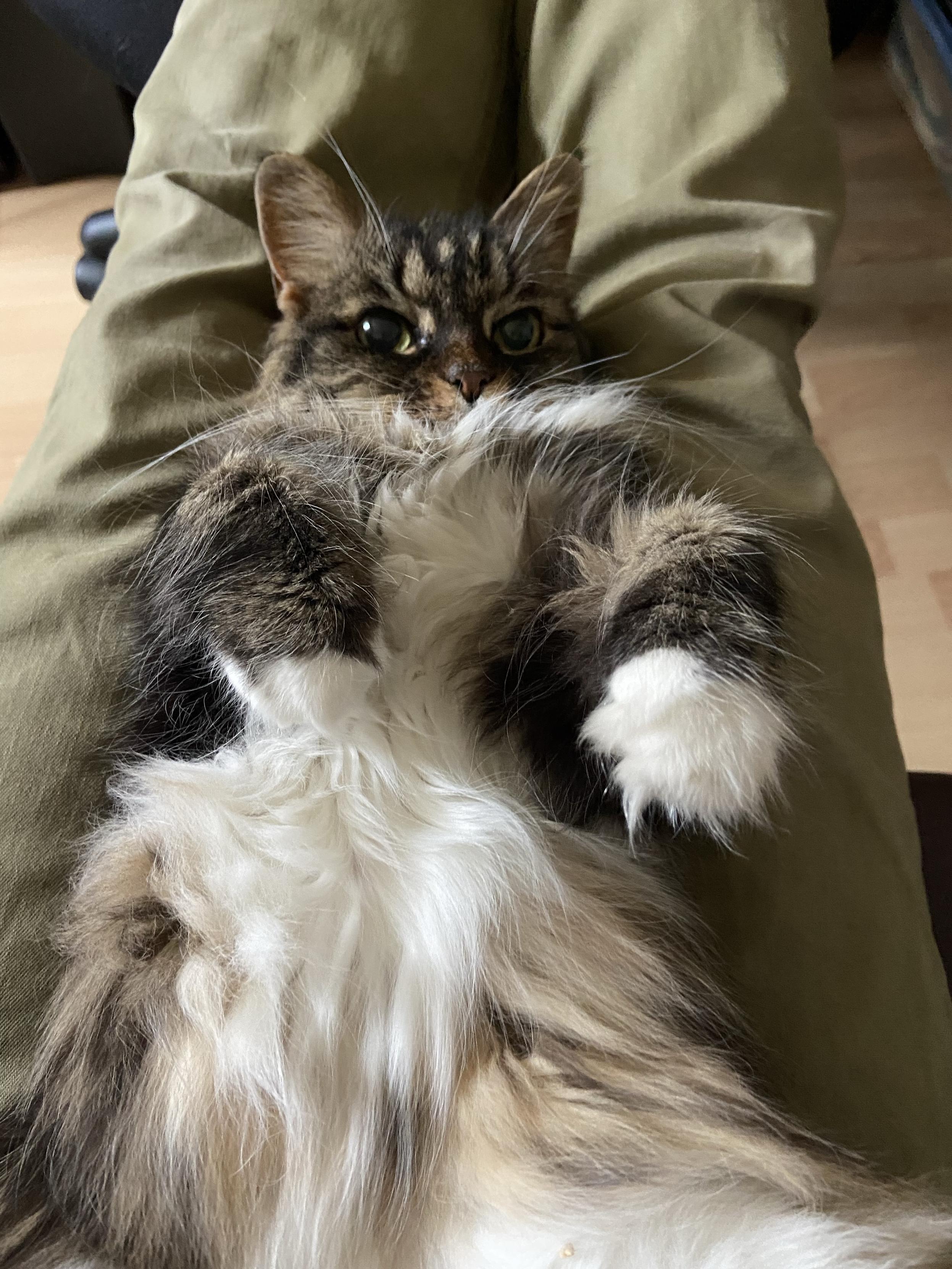 Tabby cat lying on her back after a good stretch showing the long white fur on her stomach. Very floofy