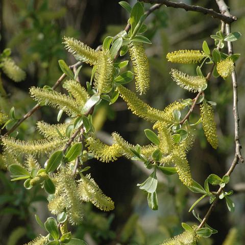 Zahlreiche gelbliche, walzenförmige Kätzchen hängen an dünnen, leicht gebogenen Zweigen. Die Kätzchen bestehen aus vielen dicht stehenden Blüten mit feinen, herausragenden Staubblättern. Zwischen den Blüten befinden sich kleine, glänzende, lanzettförmige Blätter in frischem Grün. Der Hintergrund ist unscharf und zeigt weitere grüne Pflanzenteile im natürlichen Licht.