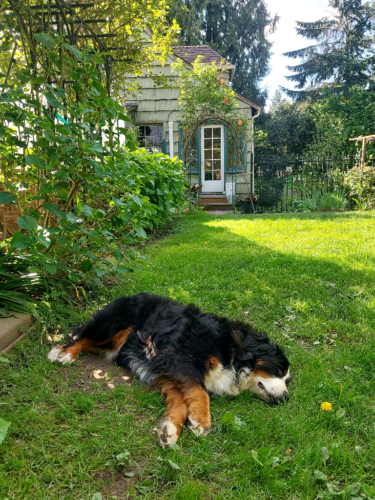 After a walk, Josie the Bernese Mountain Dog lies in cool shade with afternoon sun lighting up the grass beyond her. In the background is a green cottage and fir trees.