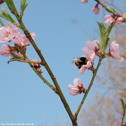 Zarte, rosa Blüten mit mehreren Blütenblättern sitzen einzeln oder paarweise an schlanken Zweigen. Eine große schwarz-gelb behaarte Hummel mit durchscheinenden Flügeln sammelt Nektar in einer der geöffneten Blüten. Zwischen den Blüten sprießen schmale, längliche grüne Blätter. Der Hintergrund ist unscharf mit einem klaren, blauen Himmel und angedeuteten Baumkronen.