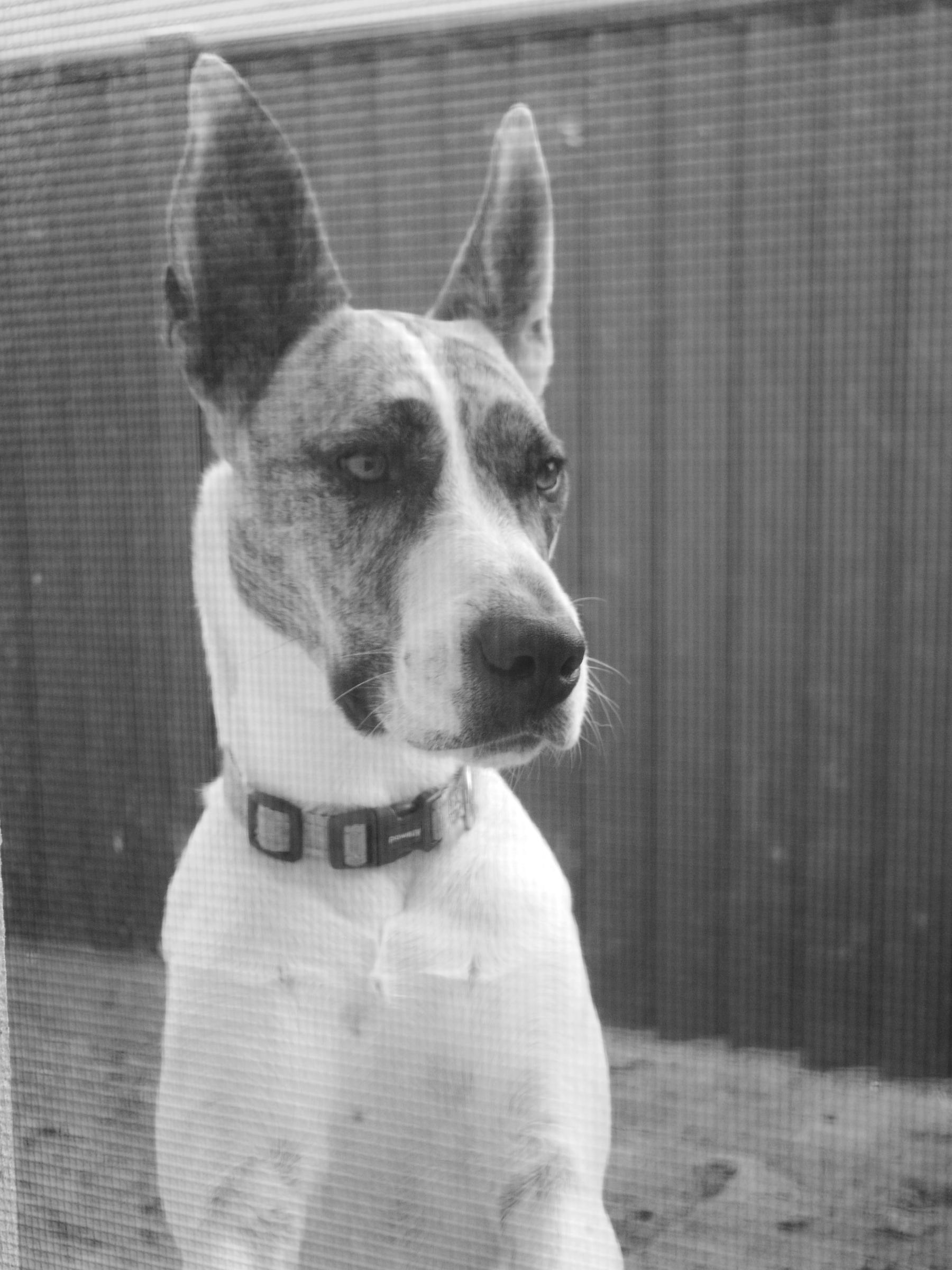 Auto-generated description: A dog with pointed ears and a spotted coat is looking intently through a screen.