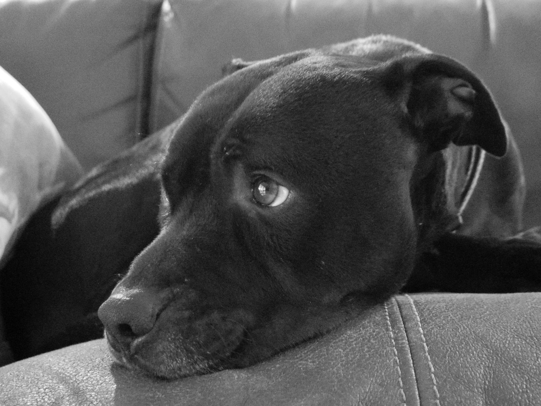 Auto-generated description: A black dog with a thoughtful expression lies on a sofa.