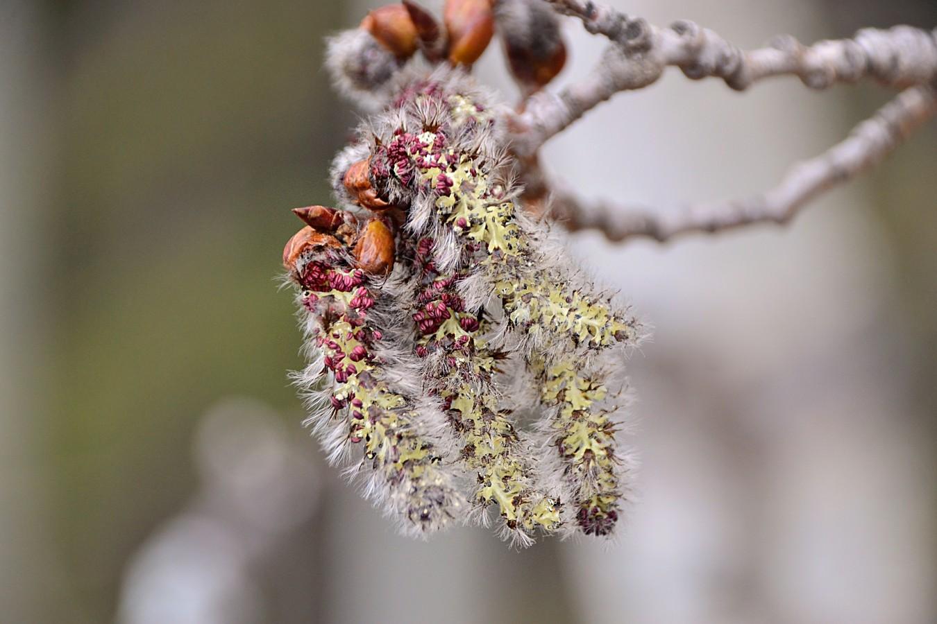 1 A handful of catkins dangle from shiny sticky red-brown bud cases. The fuzzy buds (we can see a couple at the top, a bit out of focus) have opened into narrow elongated cat's tail shapes, still fuzzy on the outside, with tiny wine red pollen clusters around the top, open farther down showing golden interior. Behind/above, out of focus, we see a couple of knobby grey twigs. The rest of the background is blurred off-white overcast sky showing through the branches and the faint green bands of spruce boughs.