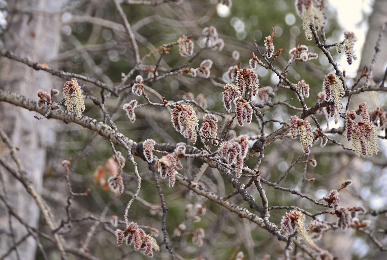 2 A wider view with a larger branch and many twigs with catkins-- mostly they are not quite fully open, so while they have elongated, they are still a bit more chunky and fuzzy looking with more of the red of unopened pollen sacs showing.