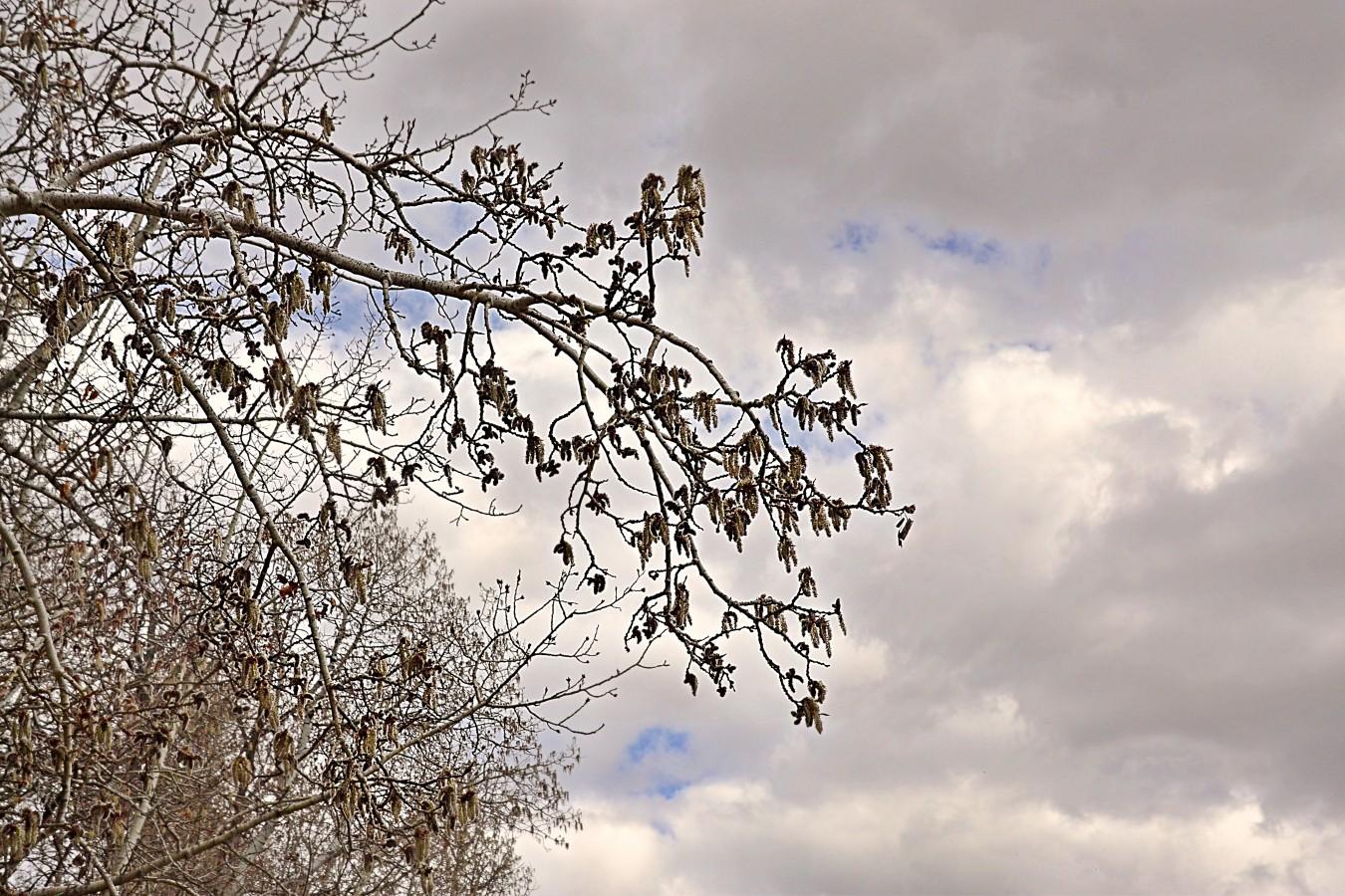3 A farther still view, showing a branch extending against an unevenly overcast sky with a few hints of blue sky showing through. Behind to the left are more aspen trees, looking fuzzy with catkins.