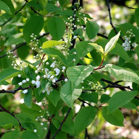 Mehrere lockere Blütentrauben mit kleinen, weißen, ungeöffneten Knospen und teilweise geöffneten Blüten sitzen an den Zweigen eines Strauchs. Die Blüten haben fünf zarte Blütenblätter. Umgeben sind sie von zahlreichen länglich-ovalen, kräftig grünen Blättern mit fein gesägtem Rand und deutlich sichtbaren Blattadern. Die Zweige sind dunkel und teilweise kahl. Im Hintergrund ist weiteres grünes Laub zu sehen.