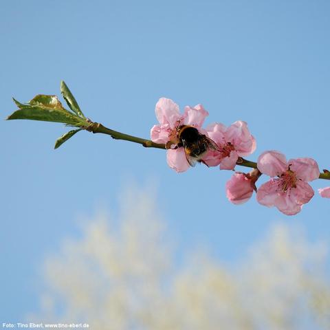 Ein schlanker Zweig mit mehreren zarten, rosa Blüten erstreckt sich vor einem wolkenlosen, blauen Himmel. Die Blüten besitzen viele feine Staubblätter und leicht gewellte Blütenblätter. Eine dicke, schwarz-gelb behaarte Hummel sitzt in einer der Blüten und sammelt Nektar. Am linken Ende des Zweigs befinden sich einige schmale grüne Blätter, eines davon leicht beschädigt. Im unscharfen Hintergrund sind helle, blühende Baumkronen angedeutet.