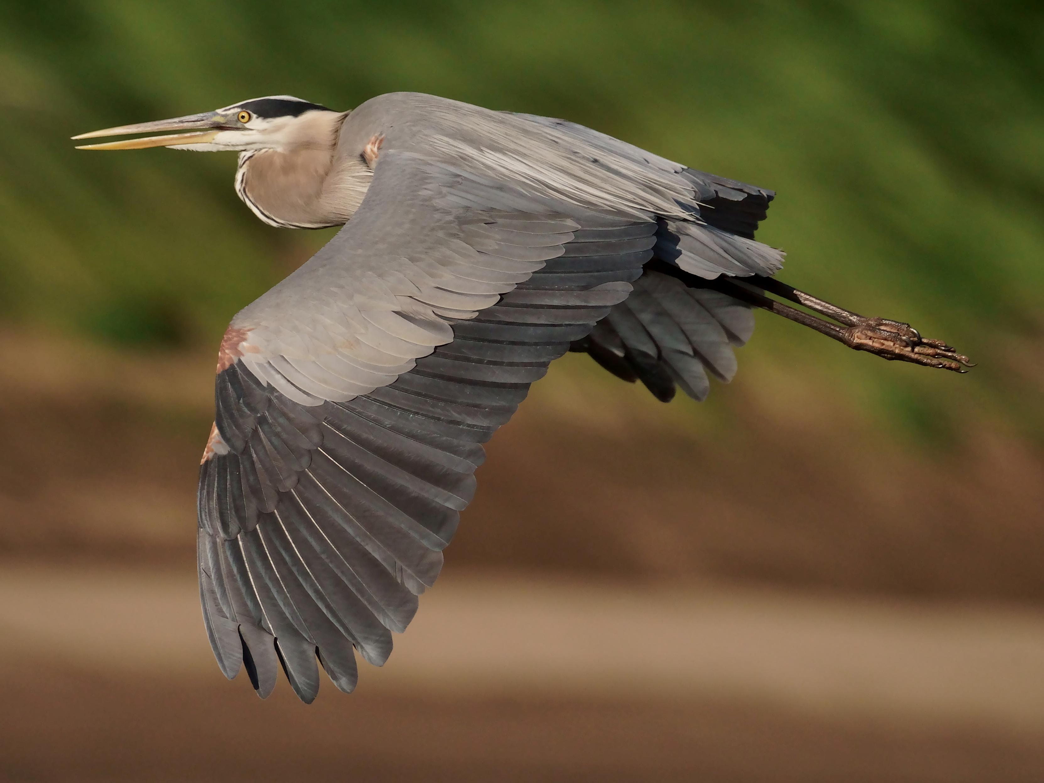 A Great Blue Heron flies leftward against a blurred background of wooded riverbank.