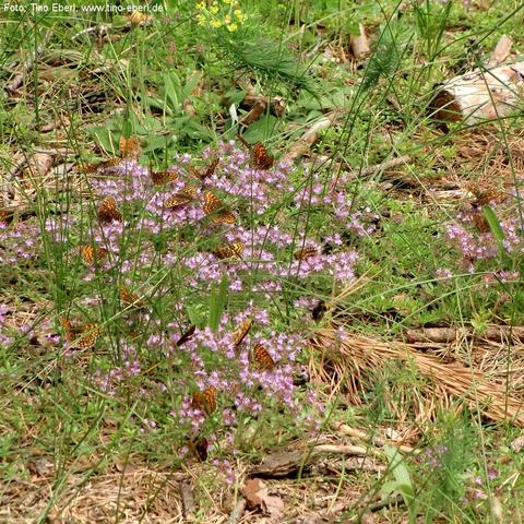 Zahlreiche orange-braune Schmetterlinge mit dunkler Musterung sitzen auf einem dichten Polster kleiner, rosa-violetter Blüten. Die Blüten wachsen bodennah zwischen Gras und anderen Wildpflanzen in einer naturnahen Umgebung mit trockenem, teils mit Nadeln und Zweigen bedecktem Boden. 