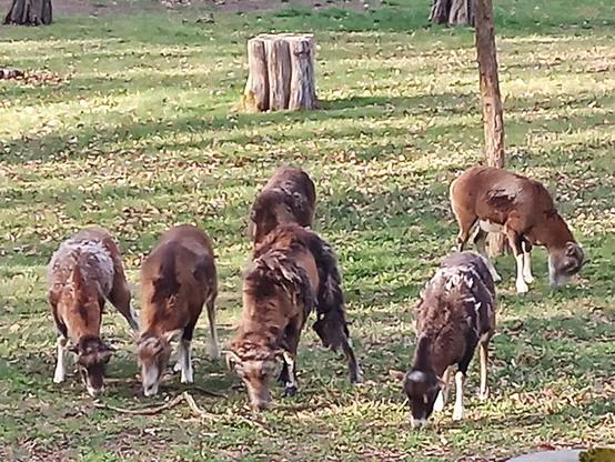 Mehrere braune Schafe mit unterschiedlich dunkler, teils gescheckter Wolle grasen auf einer grünen Wiese. Die Tiere stehen dicht beieinander, die Köpfe zum Boden gesenkt. Ihre Beine sind hell, einige mit weißen Abzeichen. Das Fell wirkt zottelig und teilweise ungleichmäßig. Im Hintergrund stehen einzelne Bäume mit schlanken Stämmen sowie ein heller Baumstumpf auf der Rasenfläche. Der Boden ist von vereinzelten Blättern bedeckt, die Wiese erscheint eben und weitläufig.
