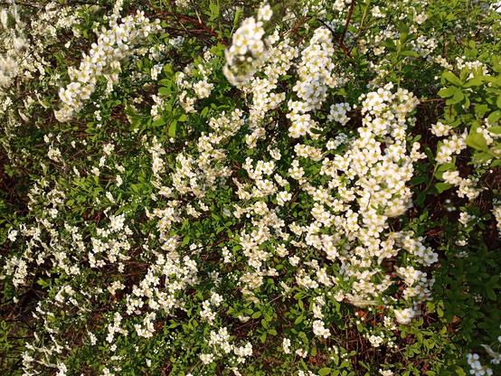 Dicht verzweigter Strauch mit zahlreichen kleinen, weißen Blüten, die in runden Büscheln eng beieinanderstehen. Jede Blüte besitzt fünf rundliche Blütenblätter und eine gelbliche Mitte. Die Blüten bedecken große Teile des Busches und bilden einen nahezu geschlossenen Blütenteppich. Zwischen den Blüten sind viele kleine, länglich-ovale, frische grüne Blätter sichtbar. Die dünnen Zweige wirken rötlich-braun und sind stark verzweigt.
