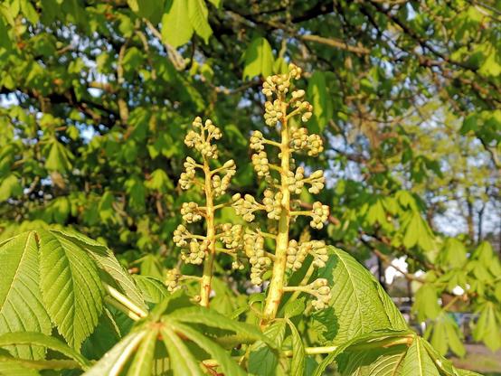 Zwei aufrecht stehende, kerzenartige Blütenstände mit zahlreichen kleinen, rundlichen, grünlichen Knospen. Die Knospen sitzen dicht entlang dicker, hellgrüner Stiele und sind noch geschlossen. Umgeben werden sie von großen, handförmig gefächerten Blättern mit deutlich ausgeprägten Blattadern und gesägtem Rand. Die Blätter sind frischgrün und wirken kräftig. Im Hintergrund weitere Äste und dichtes Laub eines Baumes, durch warmes Sonnenlicht beleuchtet.