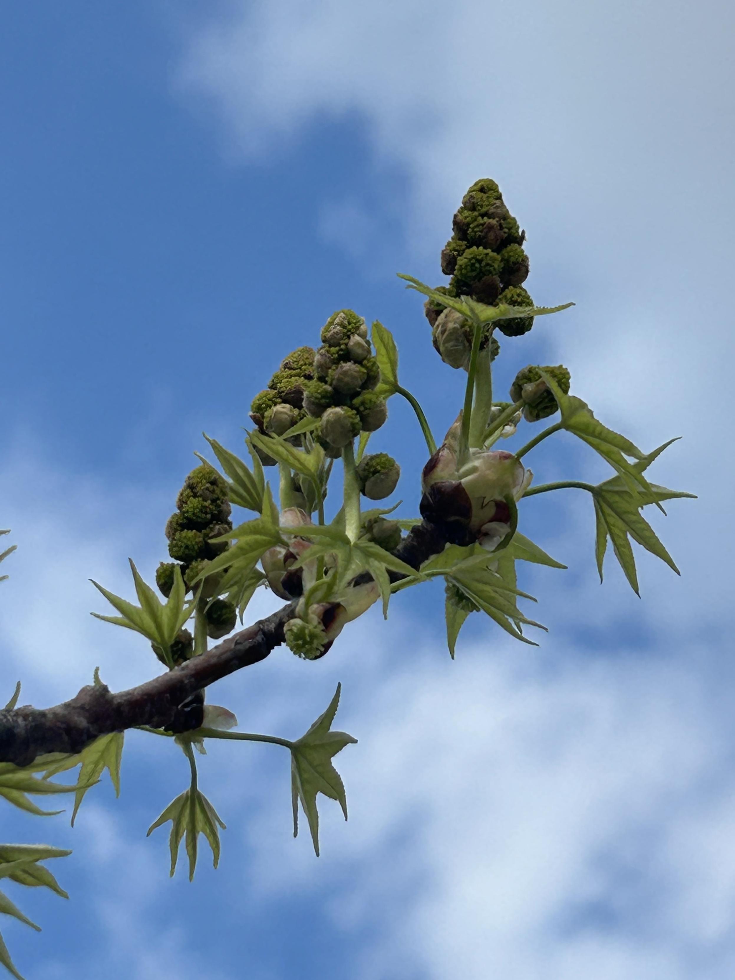Sweetgum blossoms look like little erect pine trees growing upwards on the branches