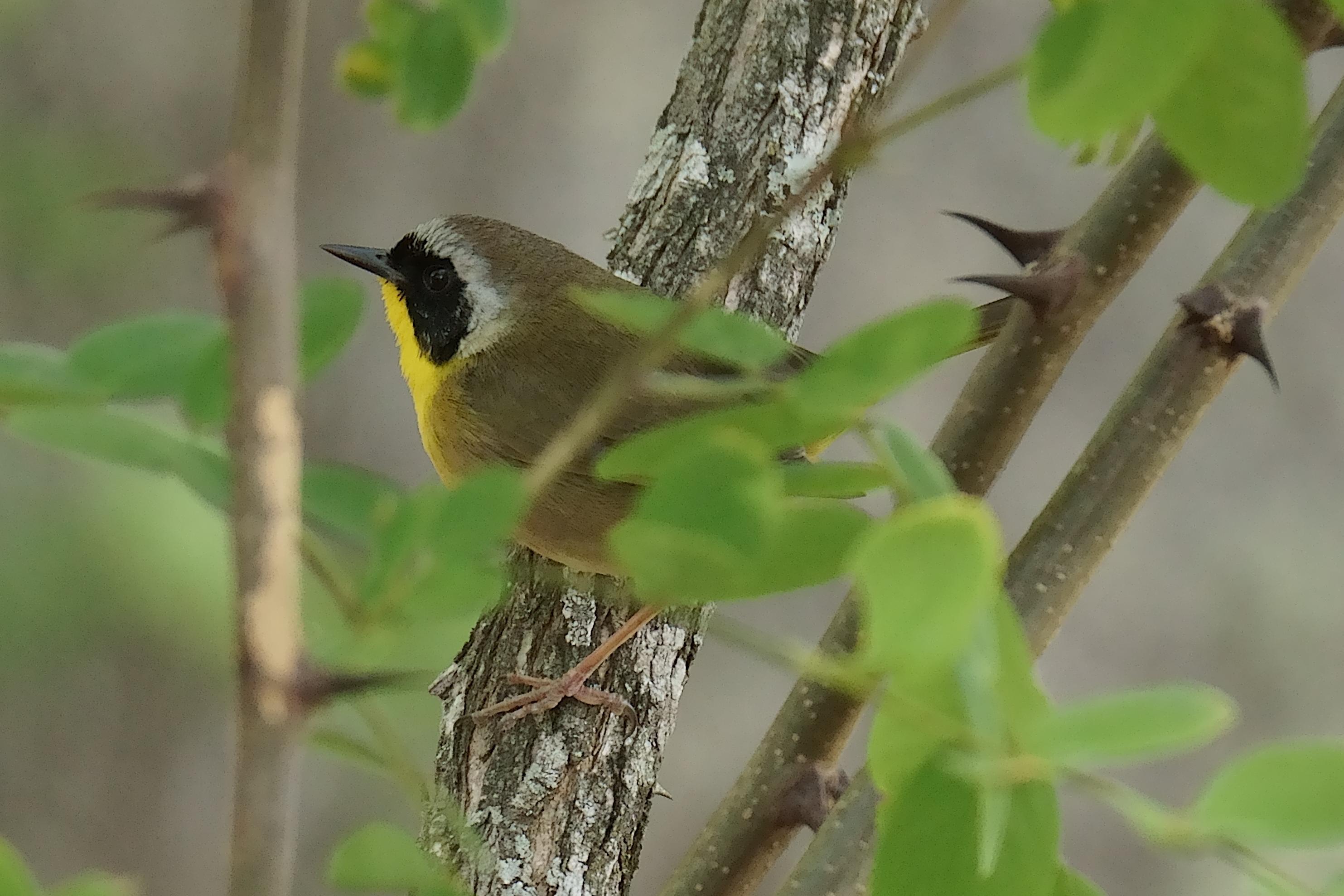 A male Common Yellow-throat peeks out from a behind the leaves of a locust tree.