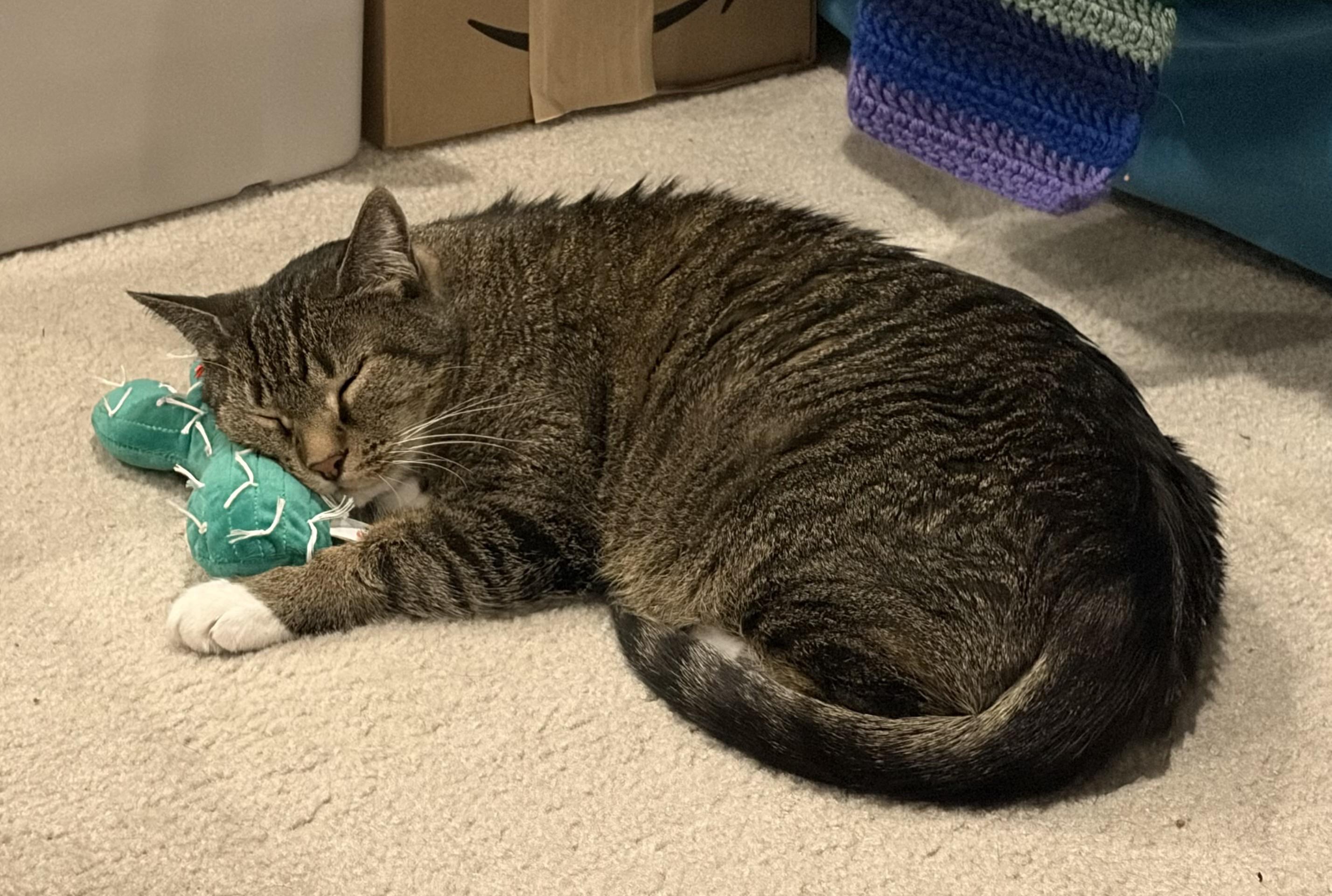 A brown and black striped tabby cat with white feet is lying bean-shaped on a beige carpet. He is resting his head on a plush, green cactus-shaped toy. His eyes are closed and his tail is curled around him.