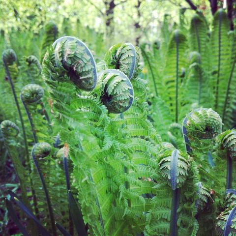 A close-up photograph capturing multiple bright green ostrich fern fiddleheads unfurling in a forest setting. The foreground features a cluster of several tightly coiled, dark blue-grey stalks tipped with intricate, curled green fronds, some partially opened into feathery leaves. They rise prominently amidst a dense background of mature, fully expanded green fern fronds creating a lush, verdant canopy with blurred trees and foliage visible in the distance. The lighting is natural daylight, high…