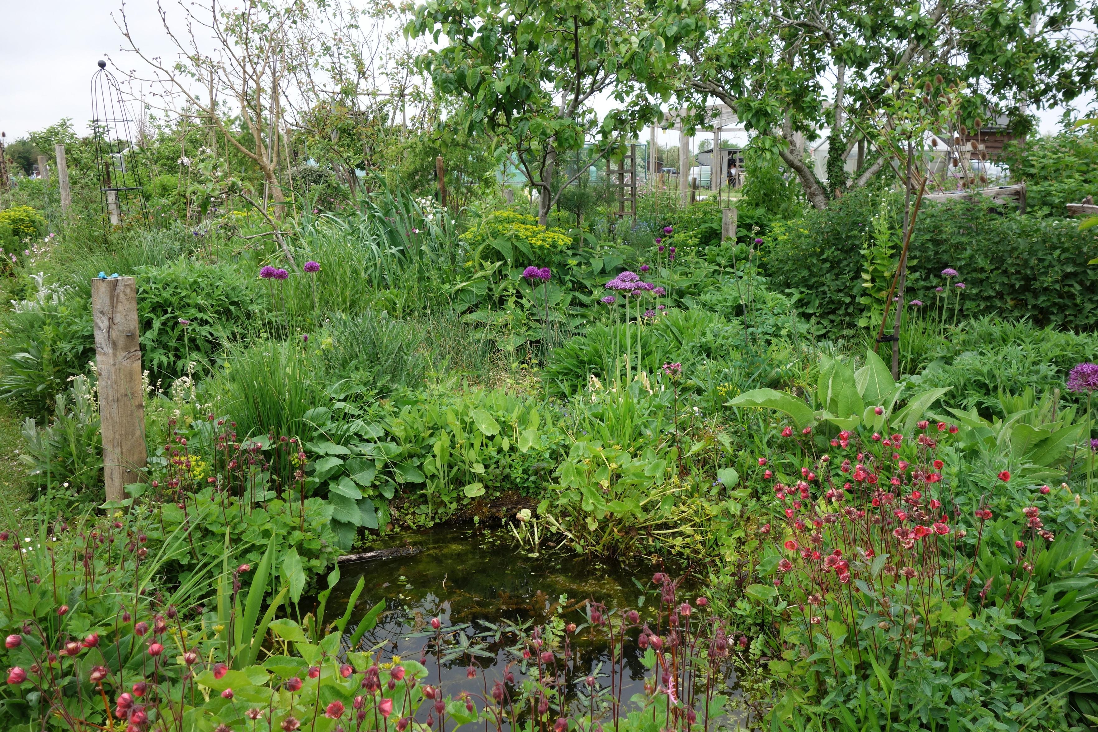 The allotment with frog pond, and Alliums and Geum rivale flowering