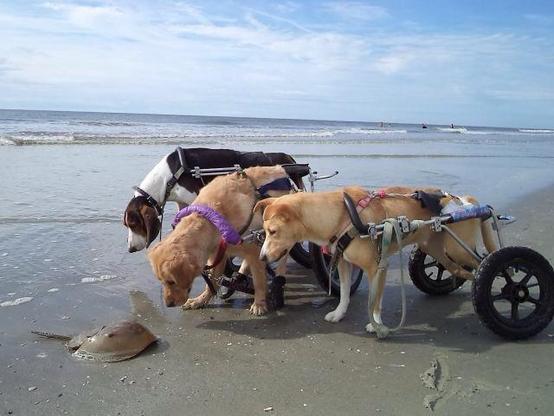 Three dogs are on a sandy beach at the ocean's edge, all leaning in to intently sniff a horseshoe crab on the sand. Two of the golden-colored dogs are wearing rear-wheel dog wheelchairs, which support their hindquarters and allow them to stand on their front legs. A third, black-and-white dog stands to the left without a wheelchair but wearing a harness. All three dogs are clustered together, focused on the large, brownish shell of the horseshoe crab. The background features a wide beach, the o…