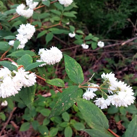 Ein Strauch mit zahlreichen kleinen, dicht gefüllten weißen Blüten wächst im Unterholz. Die Blüten sitzen in Gruppen an dünnen, rötlich-braunen Zweigen. Die grünen Blätter sind lanzettlich geformt, teils mit kleinen Beschädigungen und Flecken. Im Hintergrund ist der Waldboden mit weiterer Vegetation bedeckt, darunter Blätter und Äste.