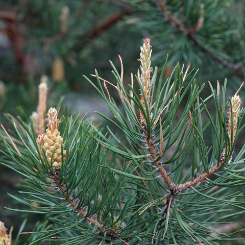 Vermutlich eine Waldkiefer (Pinus sylvestris). Mehrere Triebe einer Kiefer mit dichten, dunkelgrünen Nadeln und jungen, gelblich-grünen männlichen Zapfen. Die Zapfen stehen aufrecht an den Triebspitzen und sind teilweise von rötlichen Schuppen umgeben. Die Zweige sind in verschiedene Richtungen verzweigt und zeigen typische Knospenansätze.