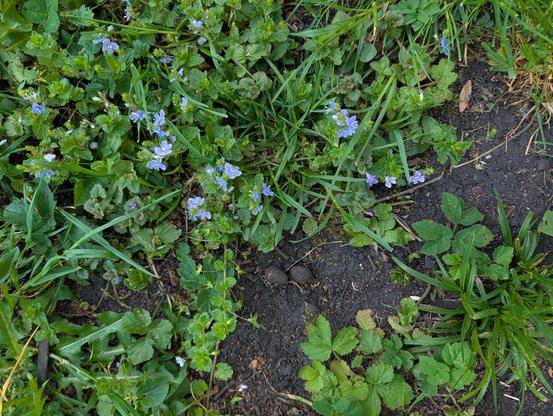A top-down, close-up shot of a garden floor where patches of lush green plants meet a dark, moist patch of soil.
The most prominent feature is a cluster of small, delicate light-blue flowers with four petals and pale centers, growing on creeping stems with serrated, heart-shaped green leaves. These are interwoven with blades of bright green grass and larger, lobed leaves resembling wild strawberry or cinquefoil.
In the center of the dark earth patch, two small, oval-shaped brown objects—likel…