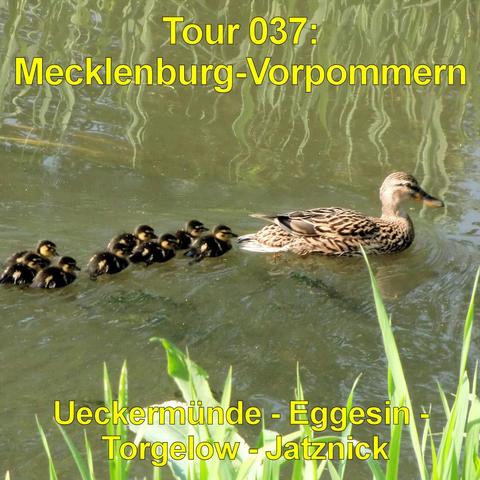 Ruhiges Gewässer mit grünlich schimmernder Wasseroberfläche. Eine erwachsene Ente mit braun gemustertem Gefieder schwimmt von rechts nach links. Hinter ihr folgt eine Gruppe kleiner, dunkler Küken dicht nebeneinander in einer Reihe. Am oberen Bildrand spiegeln sich lange, herabhängende Pflanzen im Wasser. Im Vordergrund ragen grüne Gräser und schmale Blätter ins Bild. Die Szene zeigt eine natürliche Uferlandschaft mit sanften Wellen auf dem Wasser.
