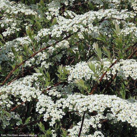 Zahlreiche kleine, weiße Blüten mit fünf runden Blütenblättern bedecken dicht an dicht die überhängenden, braunen Zweige eines Strauchs. Die Blüten stehen in dichten Dolden und besitzen eine gelbliche Mitte. Zwischen den Blüten sind längliche, frisch grüne Blätter zu sehen. Die Blütenmasse verleiht dem Strauch ein üppiges, fast schneeartiges Erscheinungsbild.
